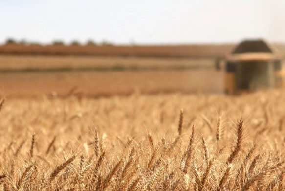 Maîtriser les bonnes pratiques de collecte et de stockage grain