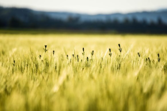 Loi LABBÉ, Biocontrôle et pratiques Ecophyto