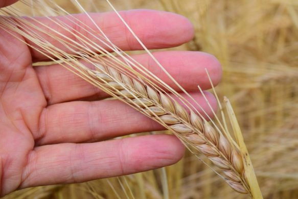 BIOCONTRÔLE  « Déployer efficacement les produits de biocontrôle » 