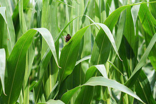 Les insectes du grain : biologie, surveillance et lutte