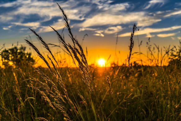 Plan Ecophyto II + - le CEPP : les objectifs à atteindre et le plan d’actions associé