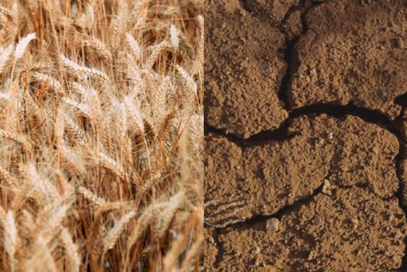 Agro-Écologie : Principes et applications actuelles