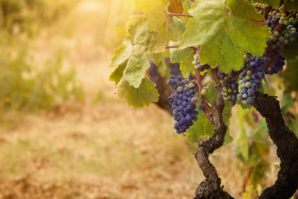 Conduire un vignoble en viticulture biologique