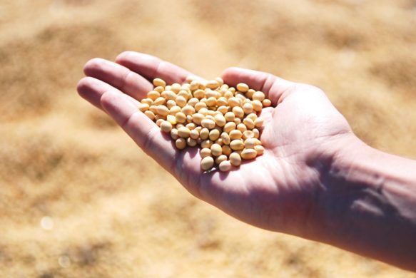 Les Marchés des Grains - Conditions d'exécution des principaux contrats